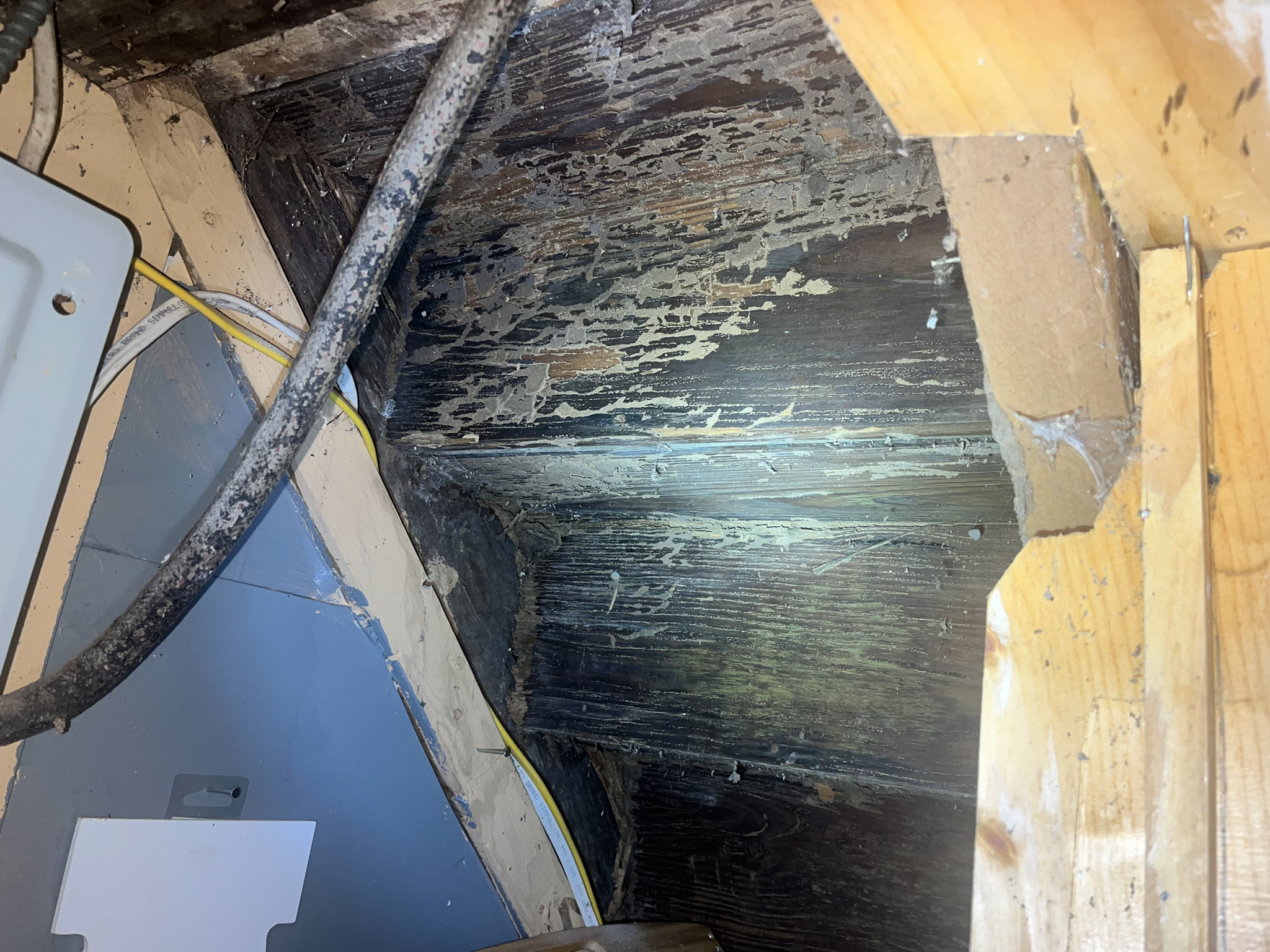 Extensive Termite Damage